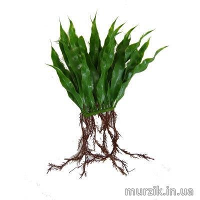 Пластиковое растение Hagen MICROSPORIUM (JAVA) 20см 41460135 фото