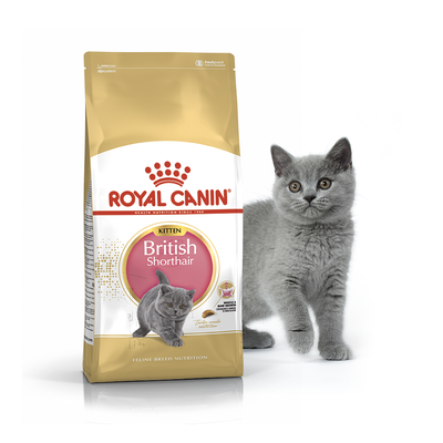 Royal Canin (Роял Канін) сухий корм для кошенят Kitten British Shorthair 0,4 кг. RC 2566004 фото