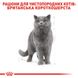 Royal Canin (Роял Канін) сухий корм для котів та кішок British Shorthair 0,4 кг. RC 2557004 фото 8