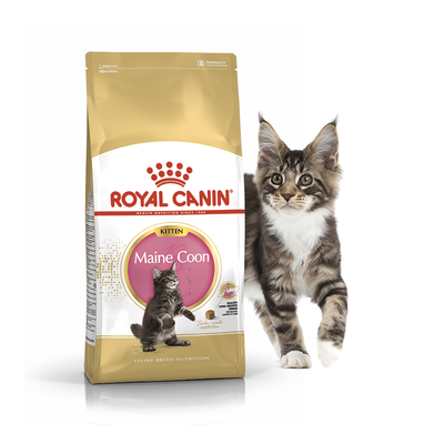 Сухий корм для кошенят мейн-кунів Royal Canin (Роял Канін) Mainecoon Kitten 0,4 кг. RC 2558004 фото